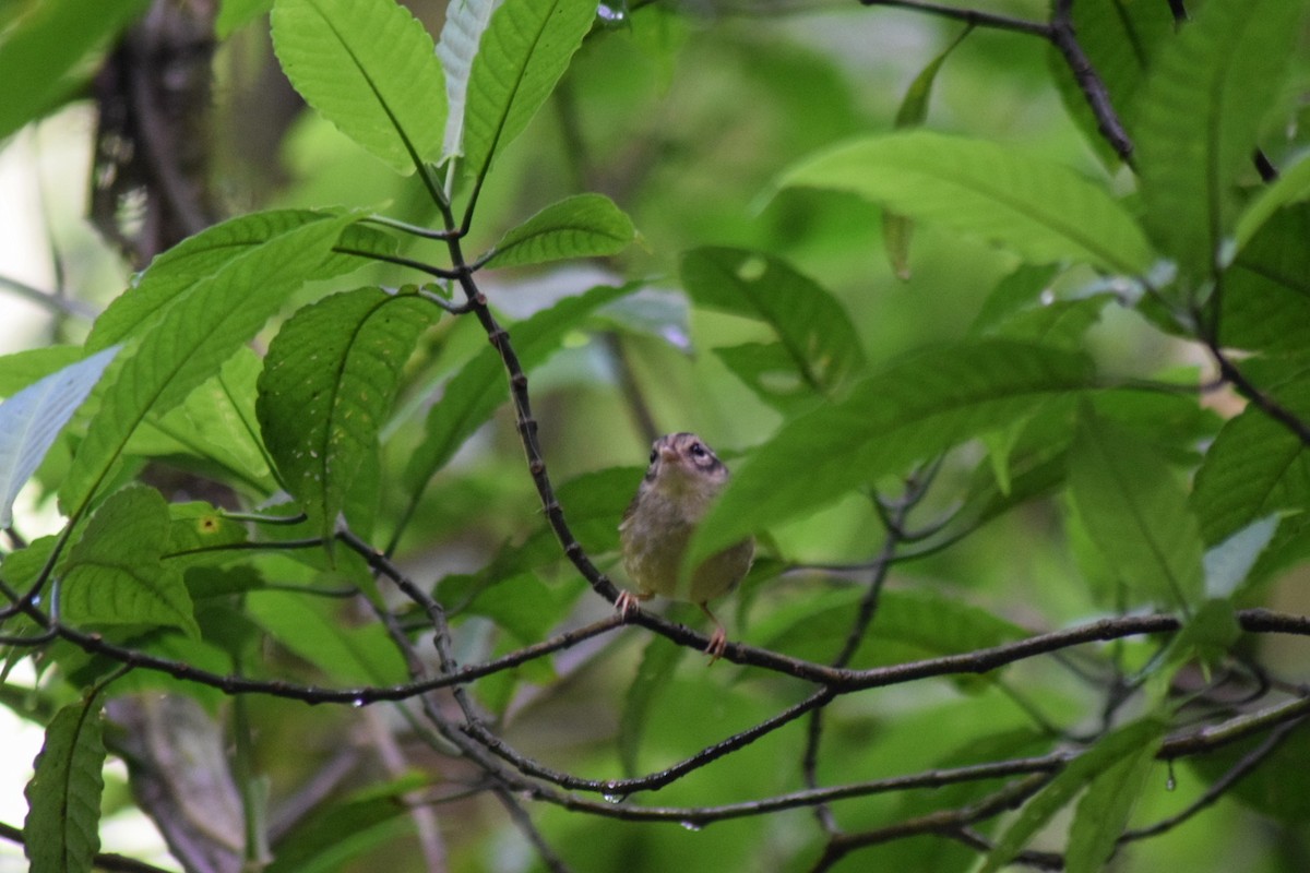 Costa Rican Warbler - ML641648062