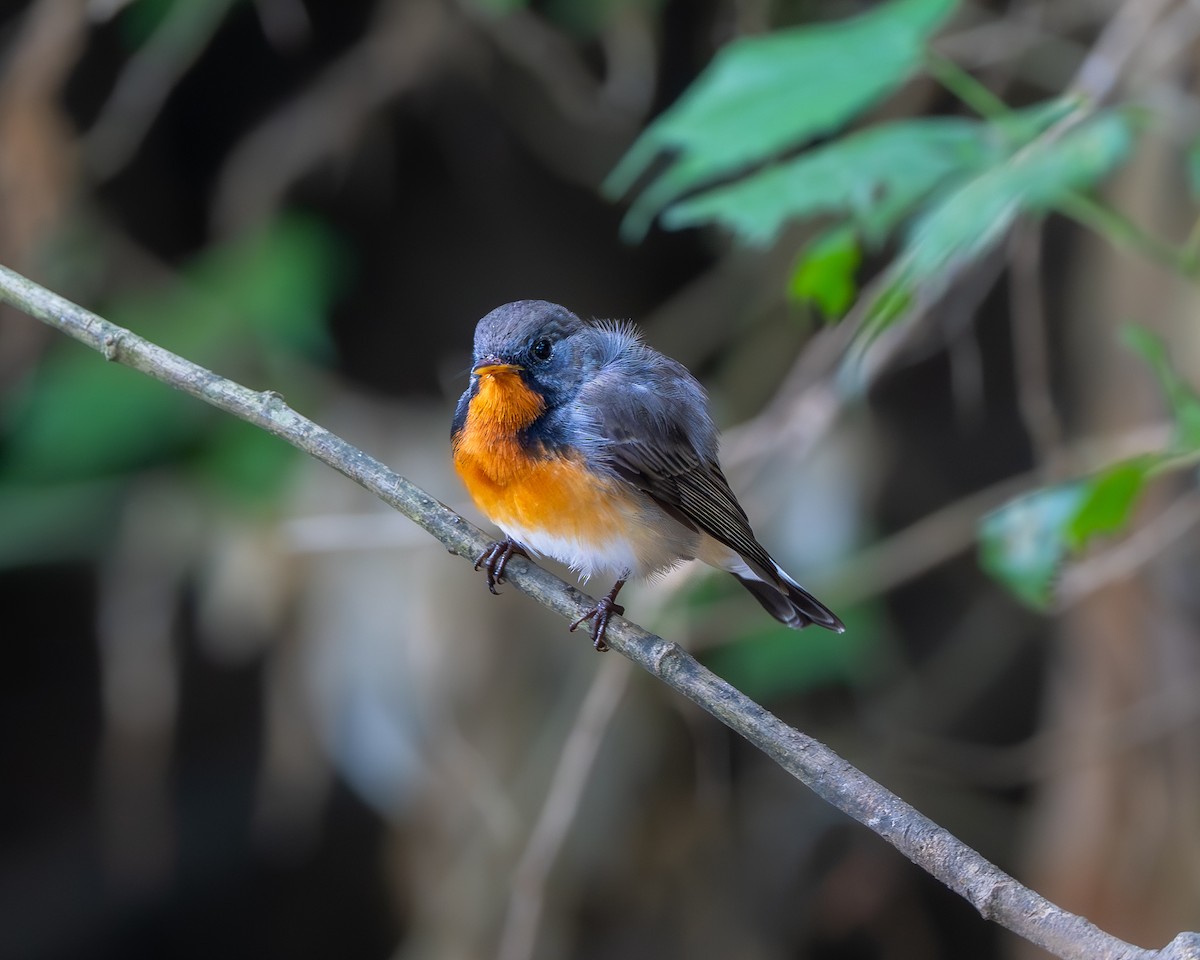 Kashmir Flycatcher - ML641648111