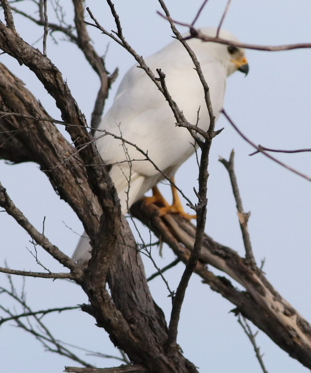 Gray Goshawk - ML641648114