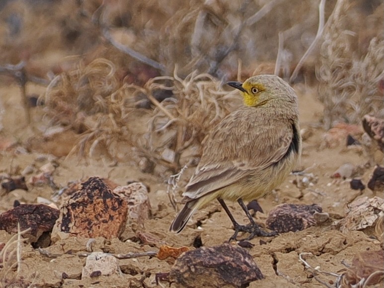 Gibberbird - ML641648115
