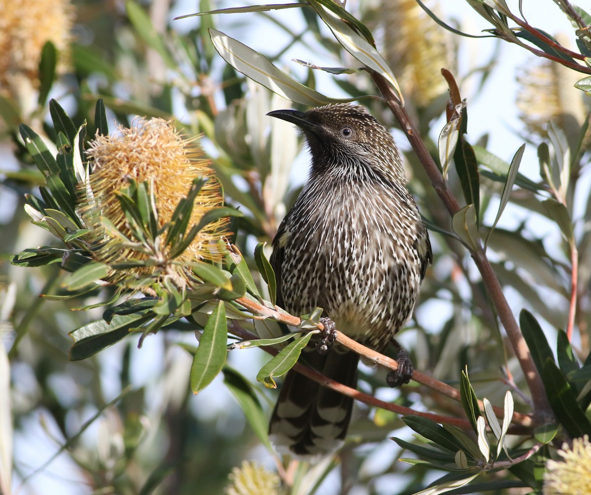 Little Wattlebird - ML641648124