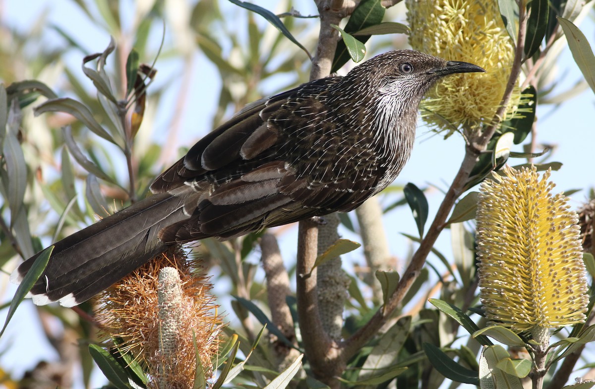 Little Wattlebird - ML641648125