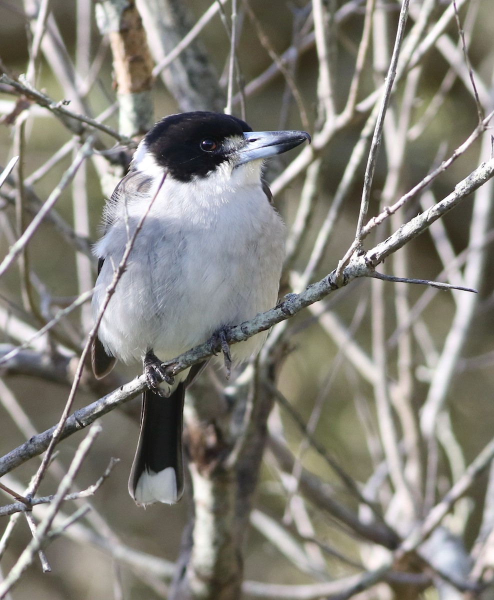 Gray Butcherbird - ML641648129