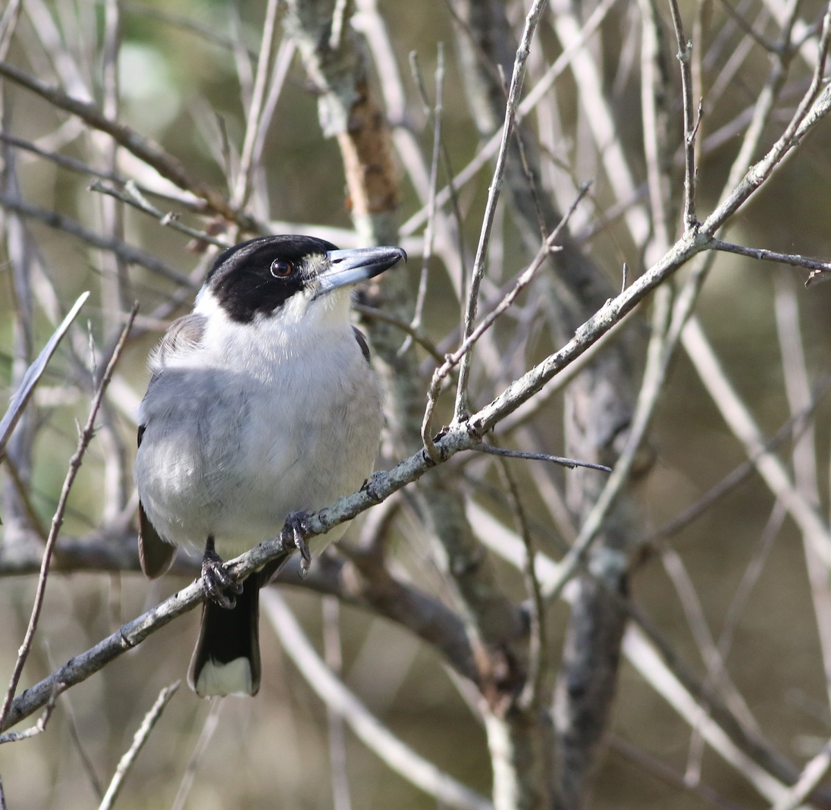 Gray Butcherbird - ML641648130