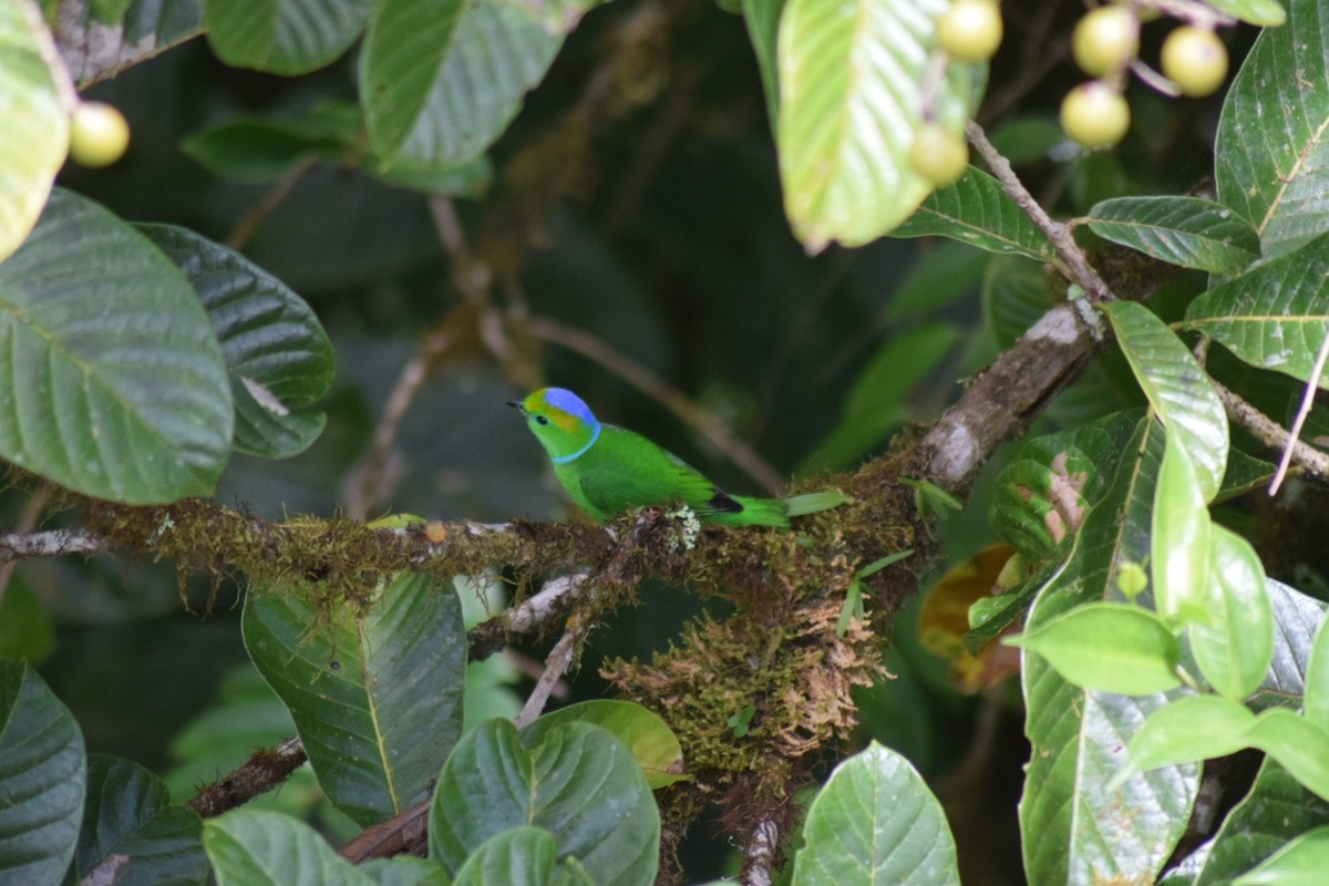 Golden-browed Chlorophonia - ML641648138
