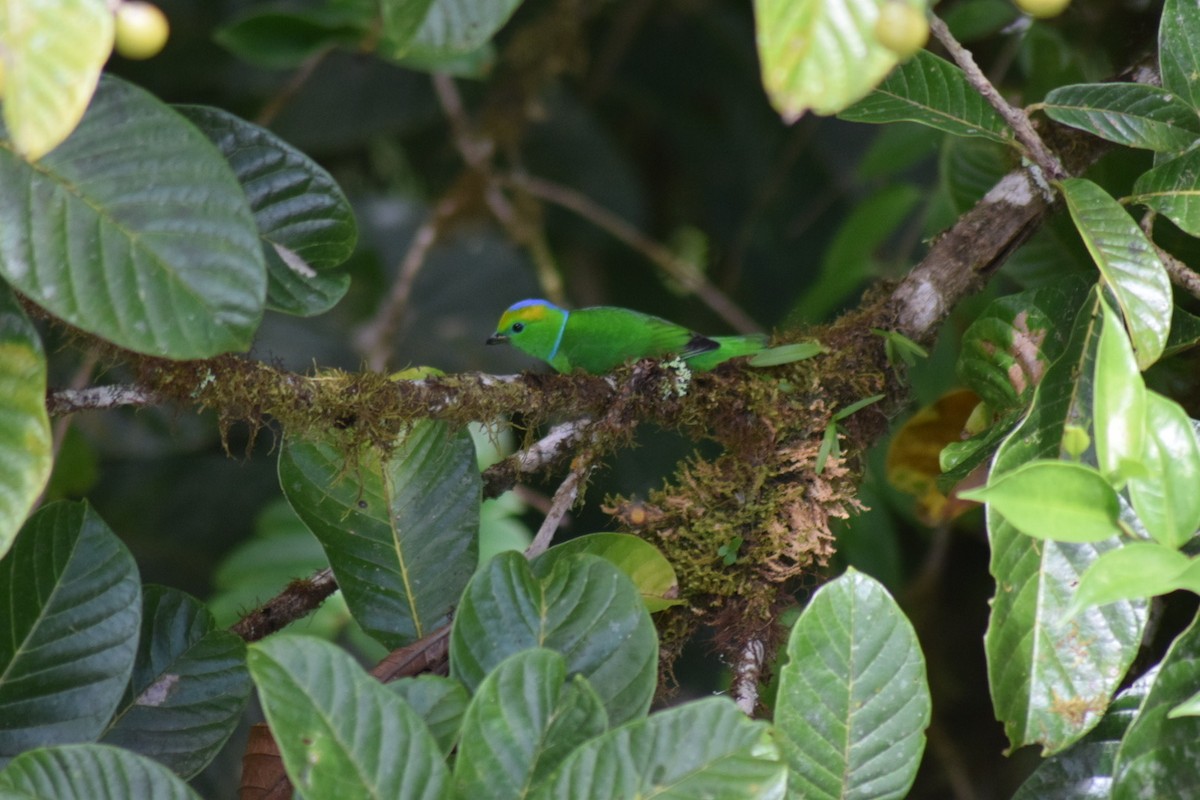 Golden-browed Chlorophonia - ML641648139