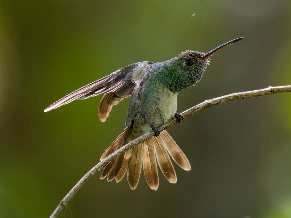 Honduran Emerald - ML641648153
