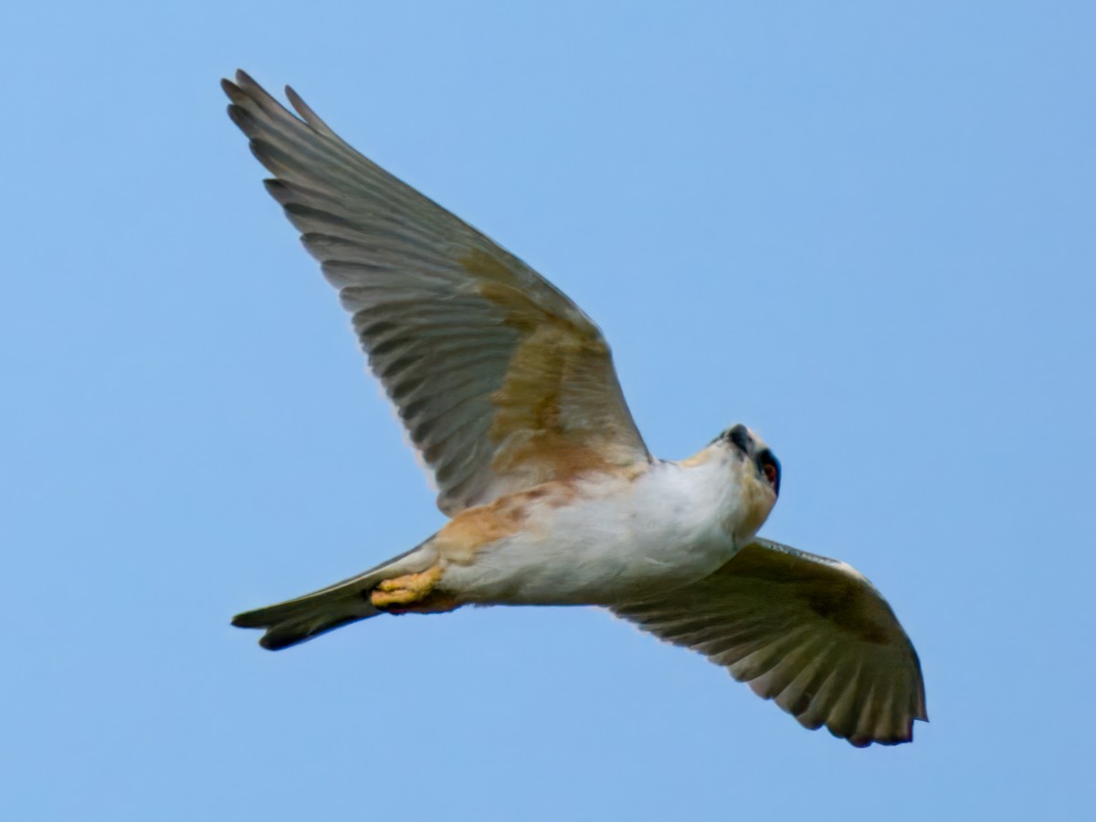 Pearl Kite - ML641648167