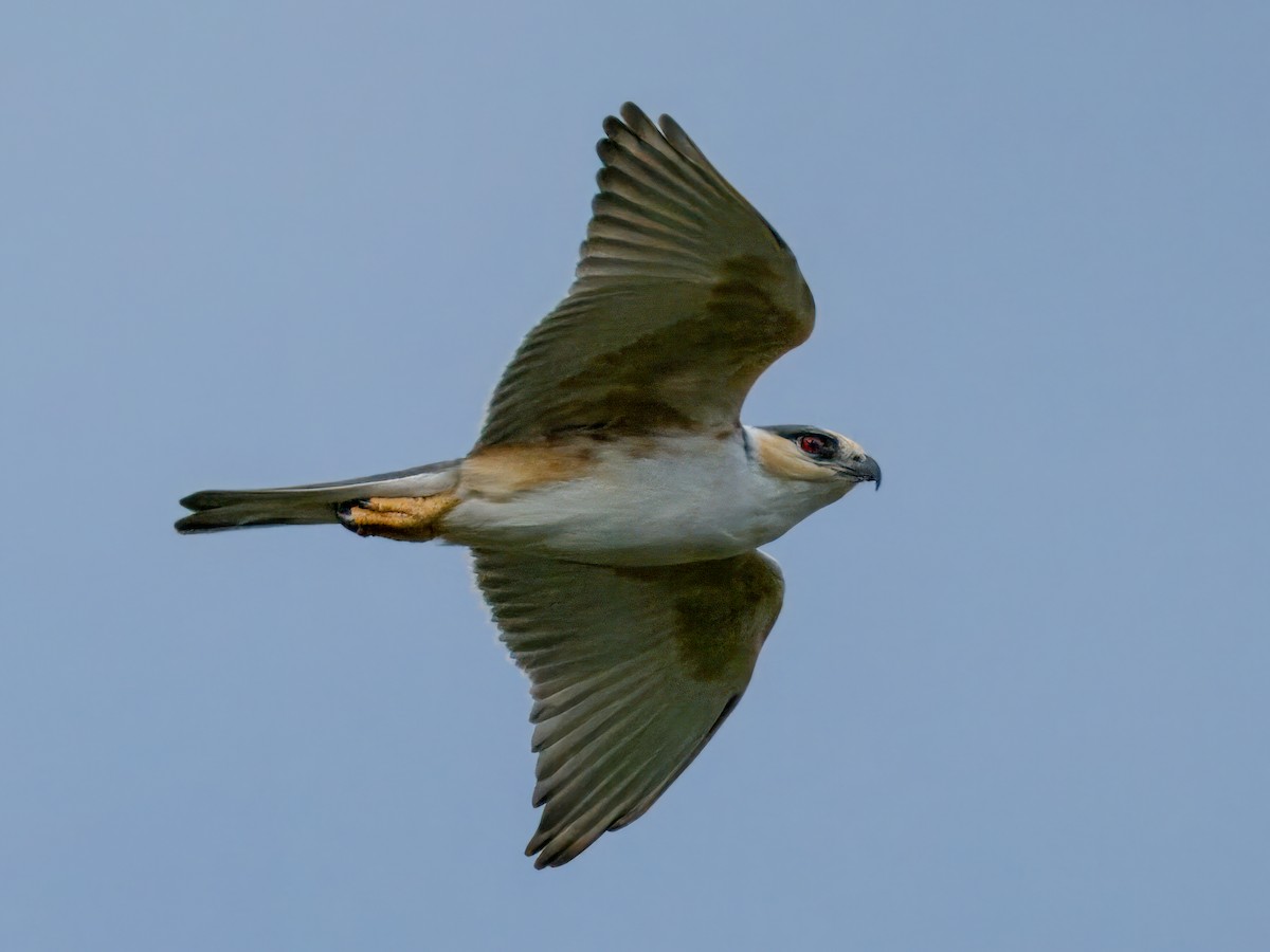 Pearl Kite - ML641648168