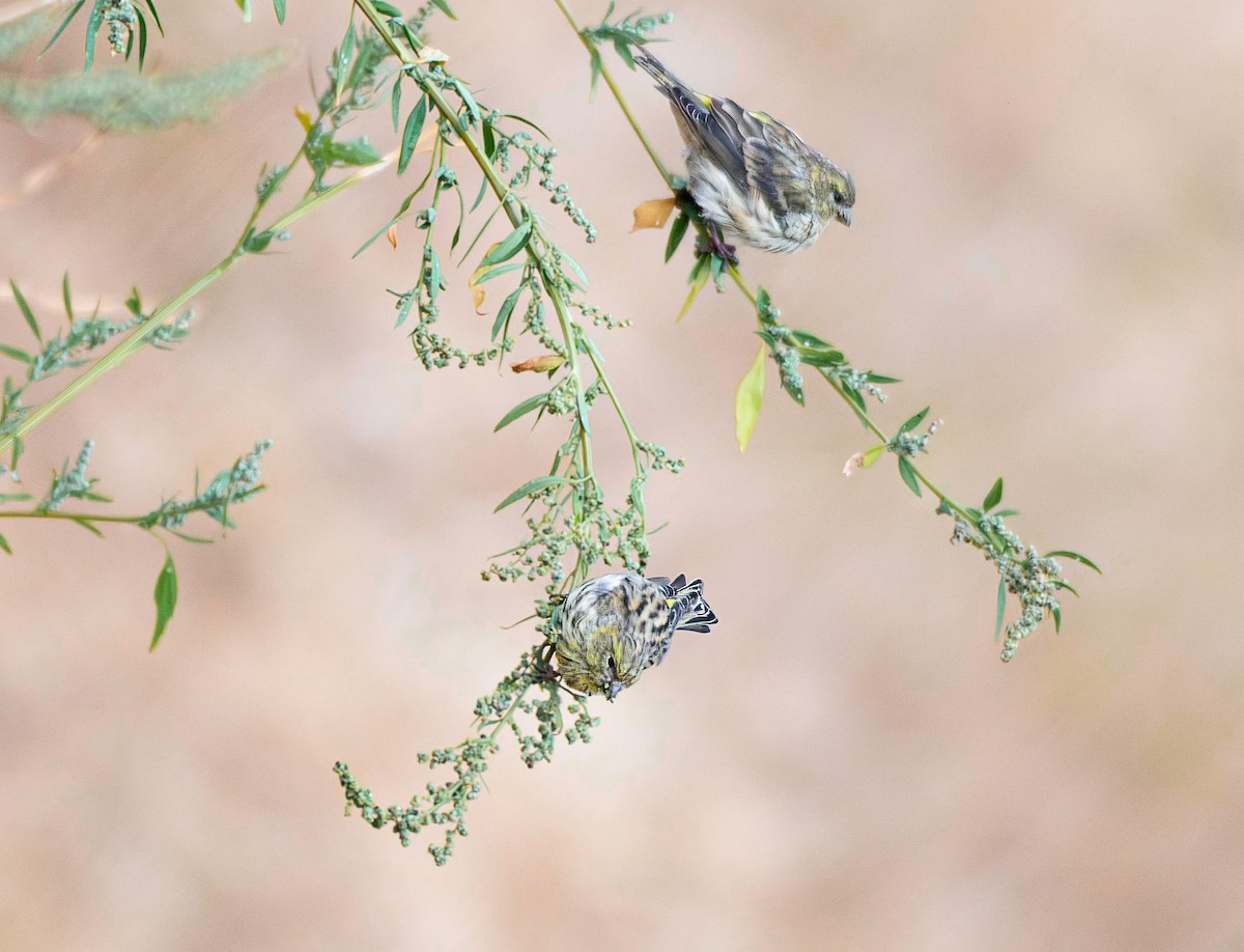 European Serin - ML641648197