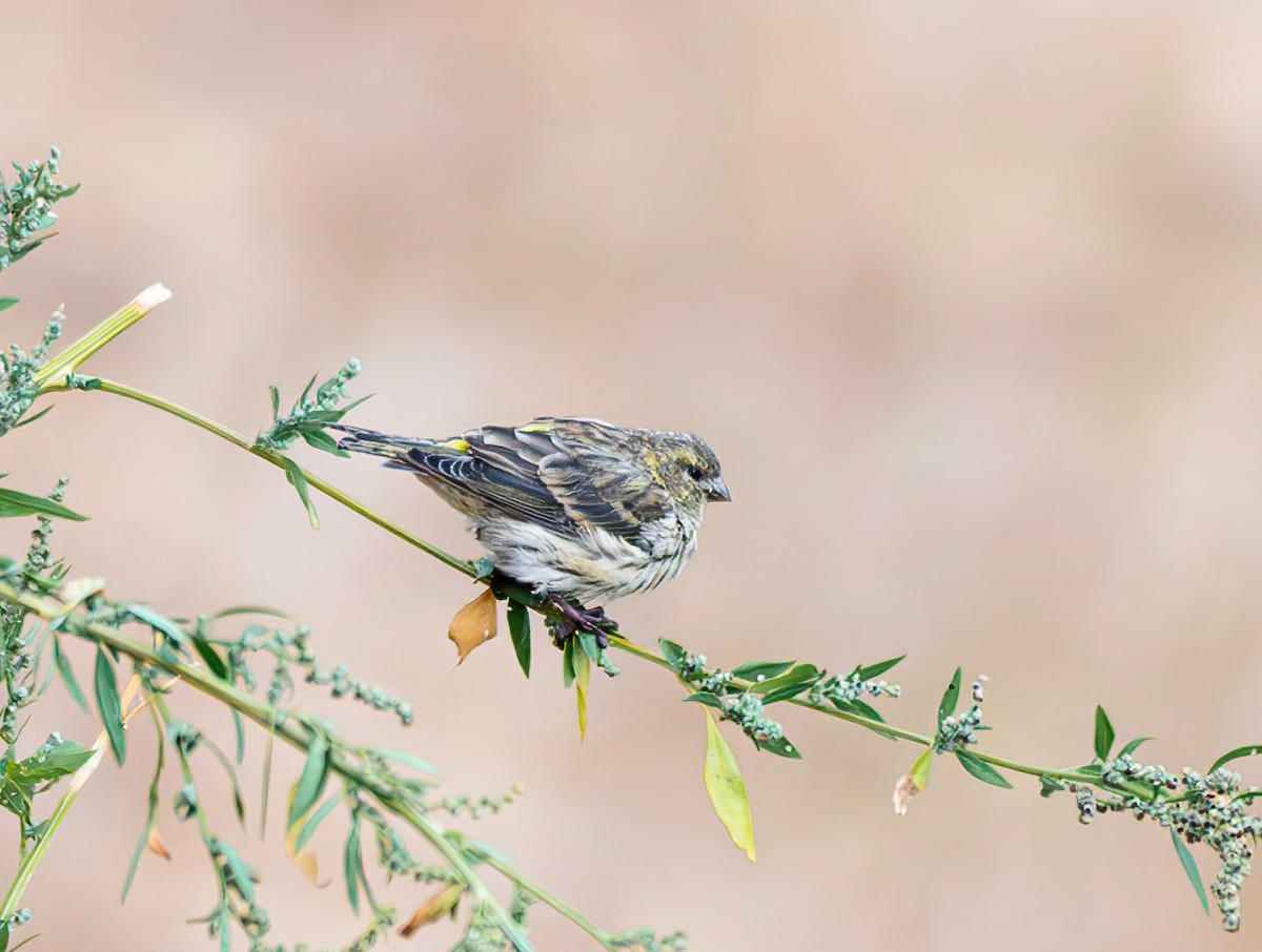 European Serin - ML641648199