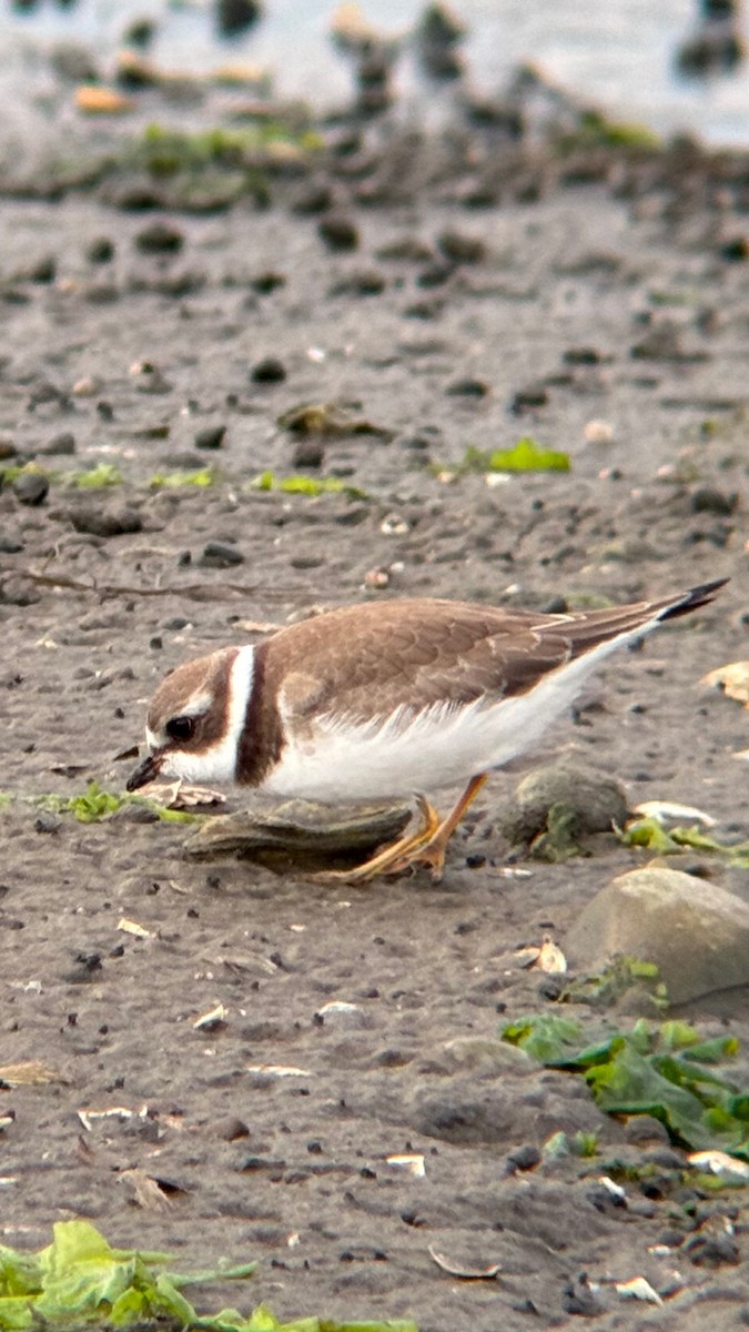 Semipalmated Plover - ML641648249