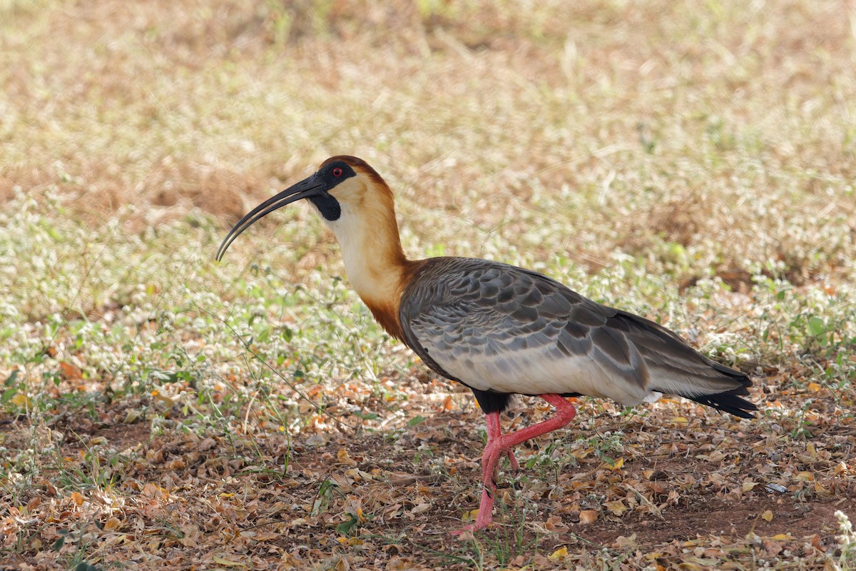 Buff-necked Ibis - ML641648285