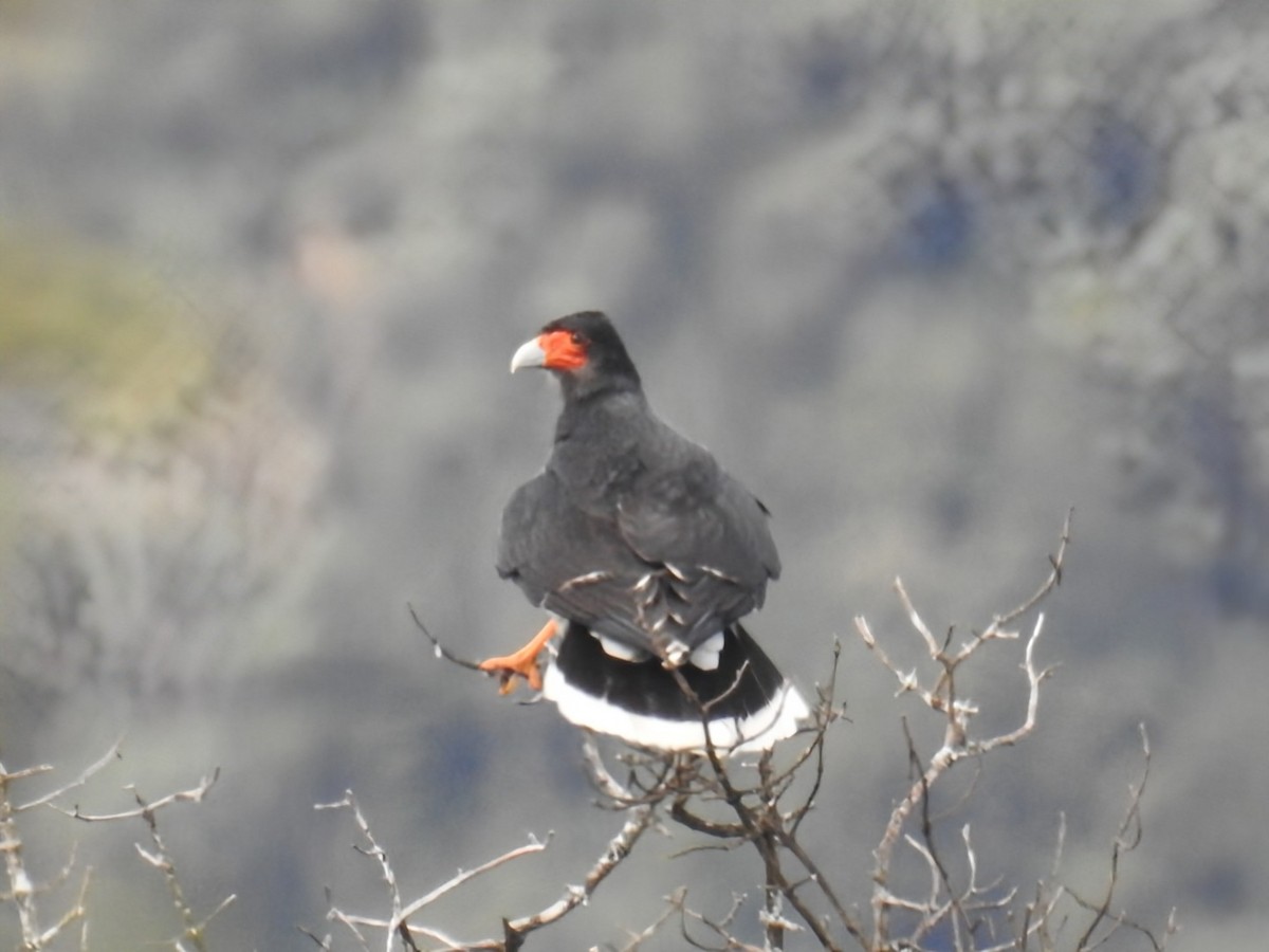Mountain Caracara - ML641648386