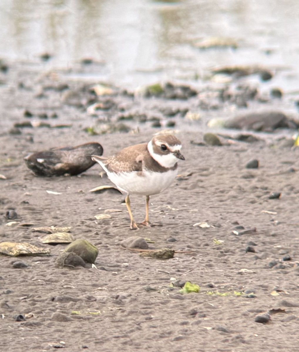 Semipalmated Plover - ML641648387