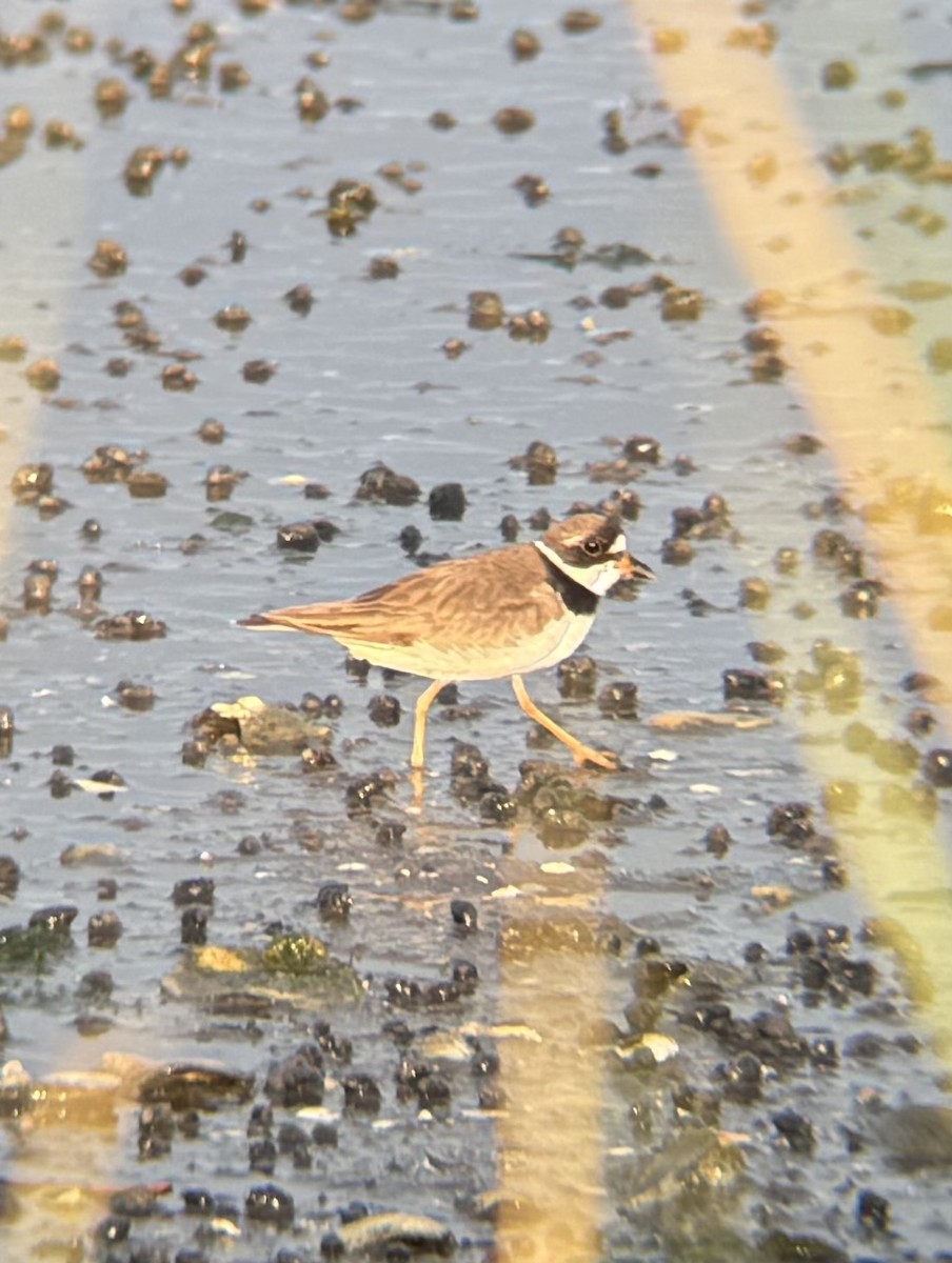 Semipalmated Plover - ML641648388