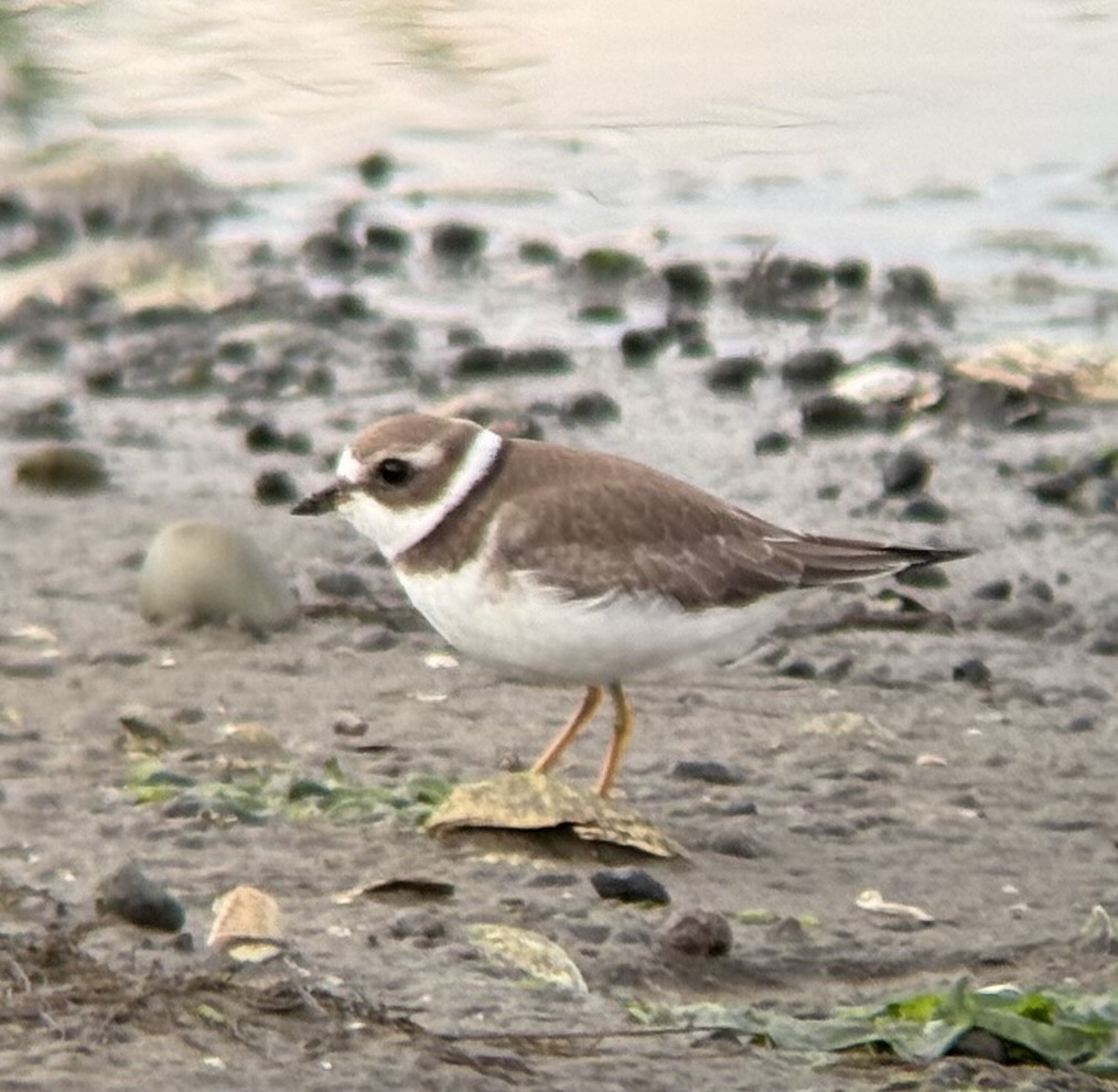 Semipalmated Plover - ML641648389