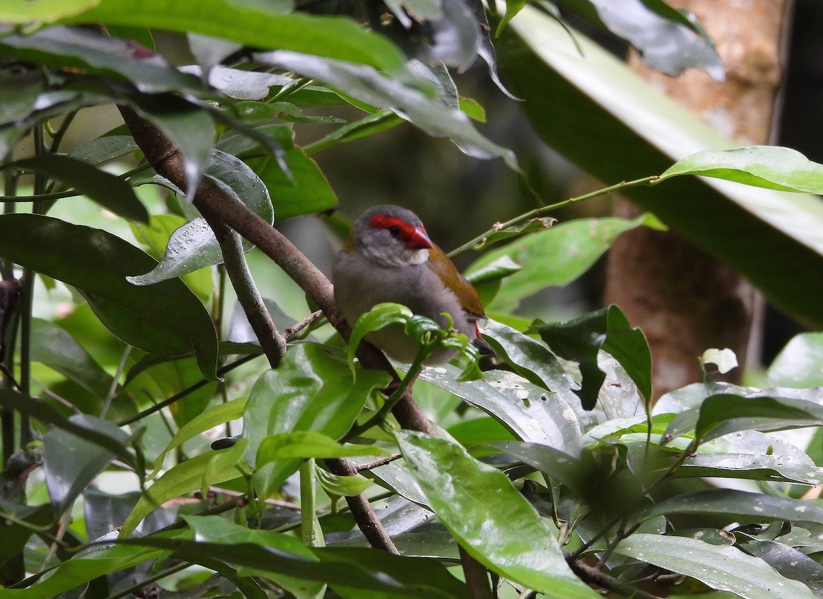 Red-browed Firetail - ML641648400