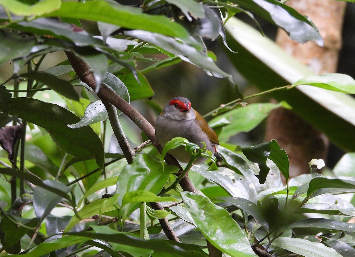 Red-browed Firetail - ML641648401