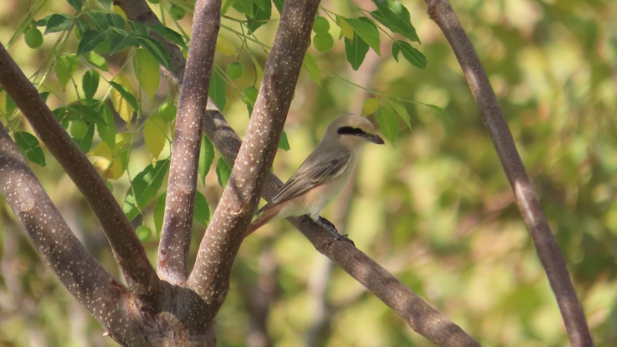 Isabelline Shrike - ML641648419
