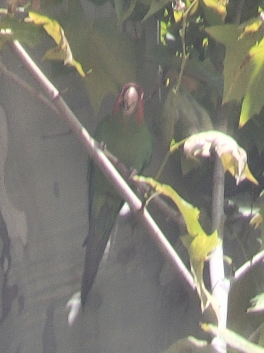 Mitred Parakeet - ML641648425