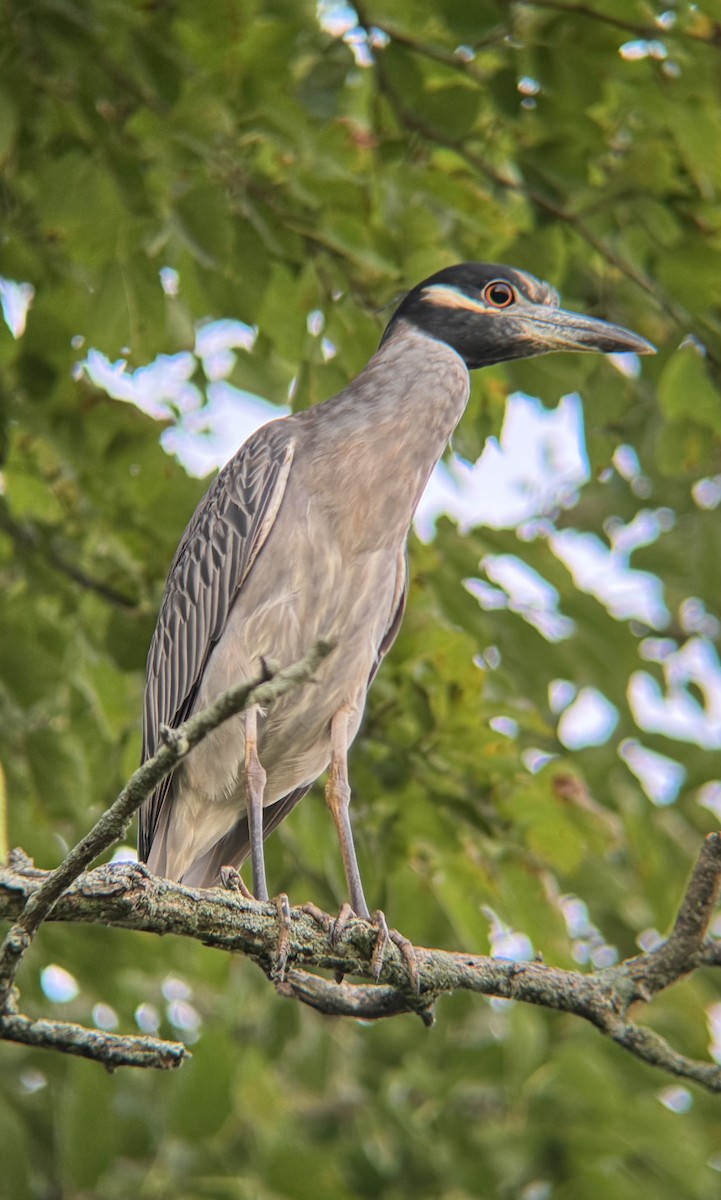 Yellow-crowned Night Heron - ML641648435