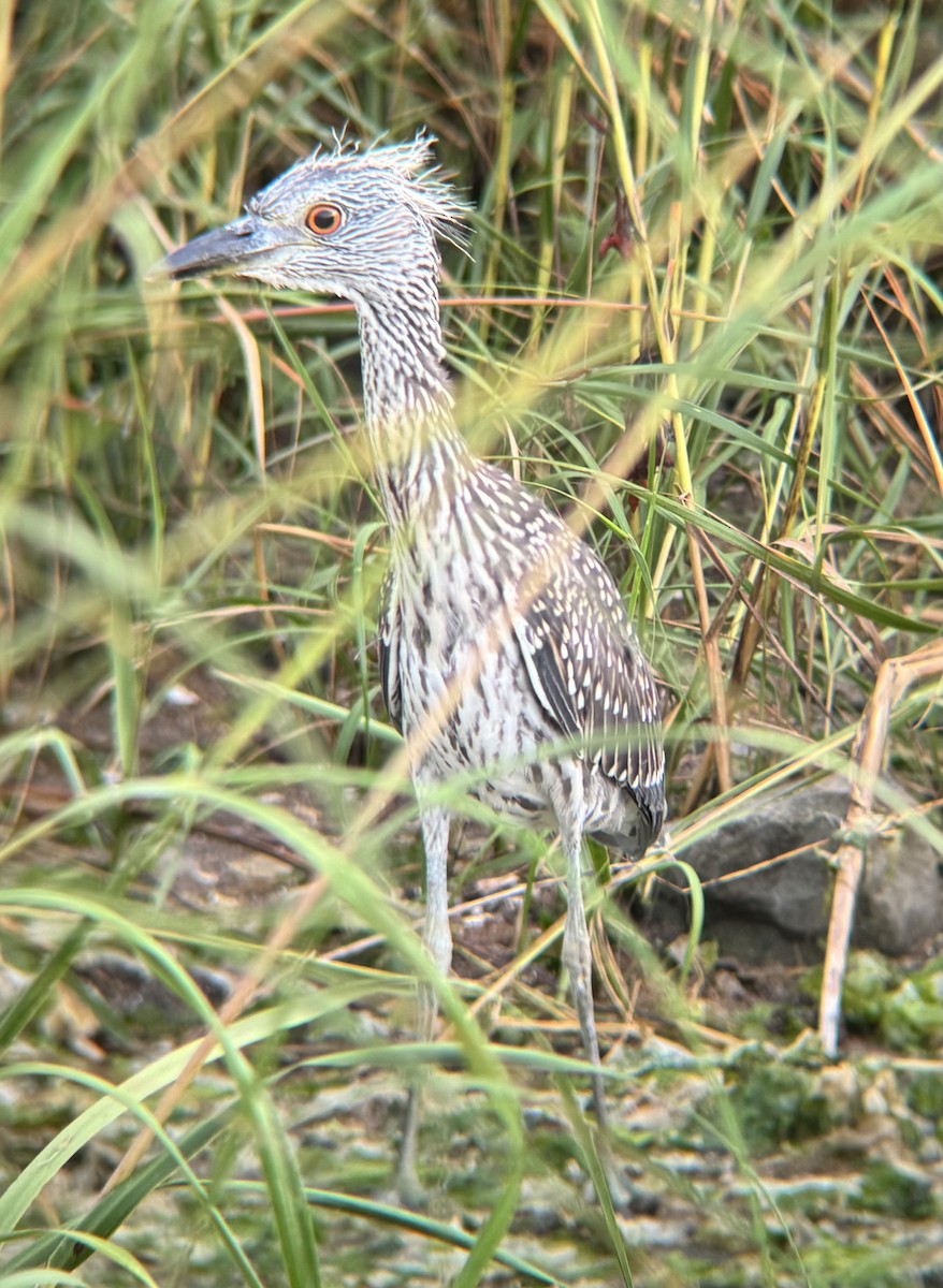 Yellow-crowned Night Heron - ML641648436