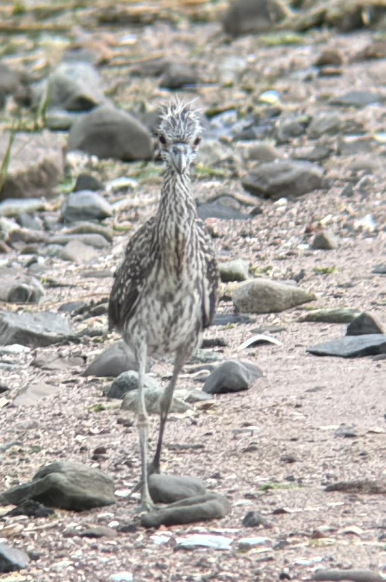Yellow-crowned Night Heron - ML641648437