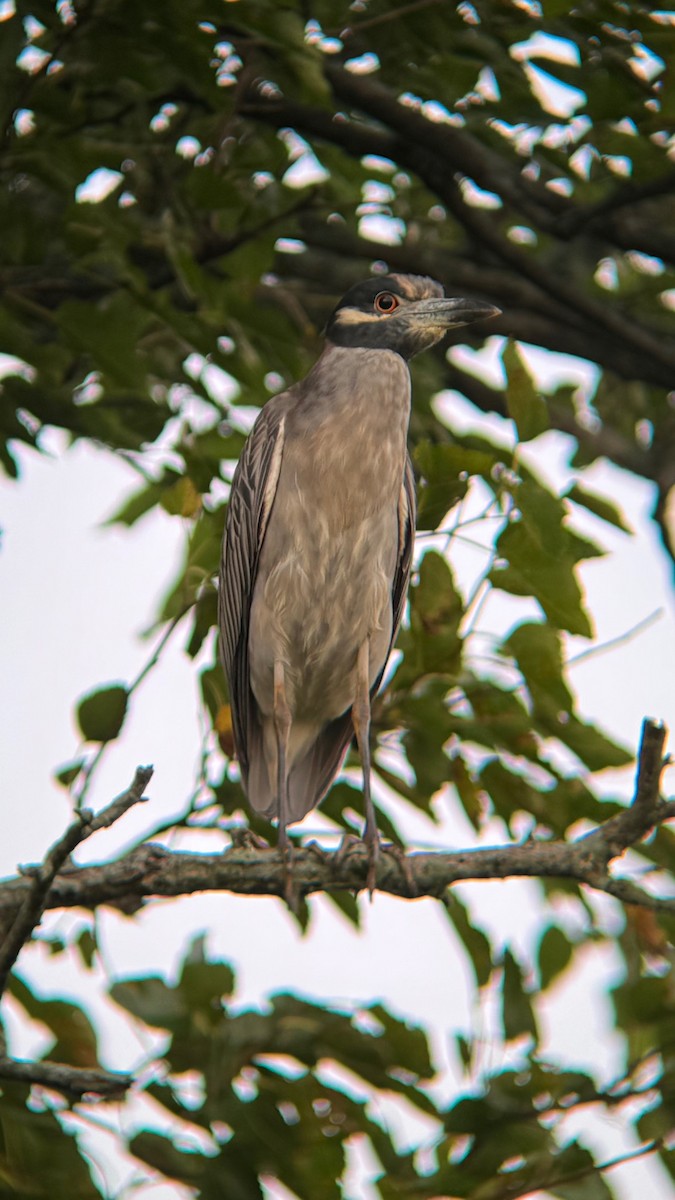 Yellow-crowned Night Heron - ML641648438