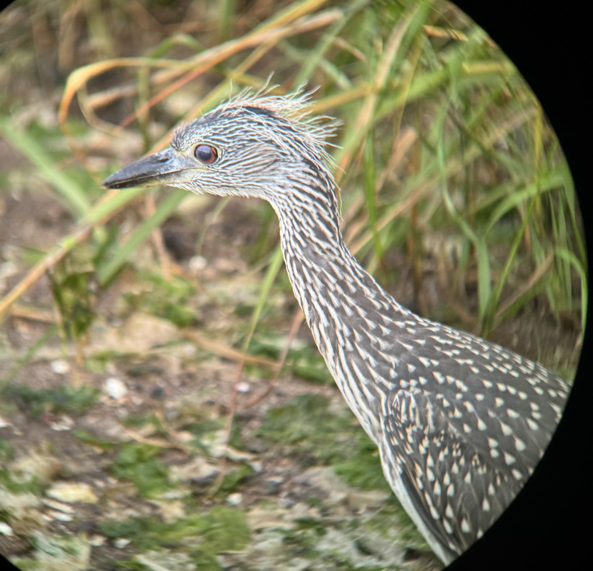 Yellow-crowned Night Heron - ML641648439