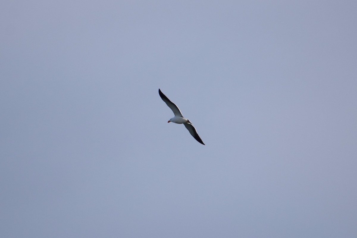 Pacific Gull - ML641648443