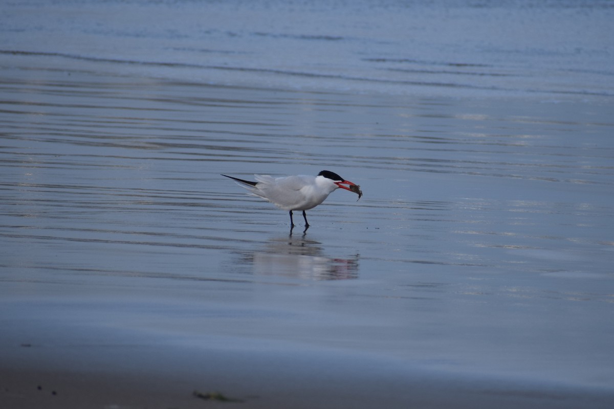 Caspian Tern - ML641648448