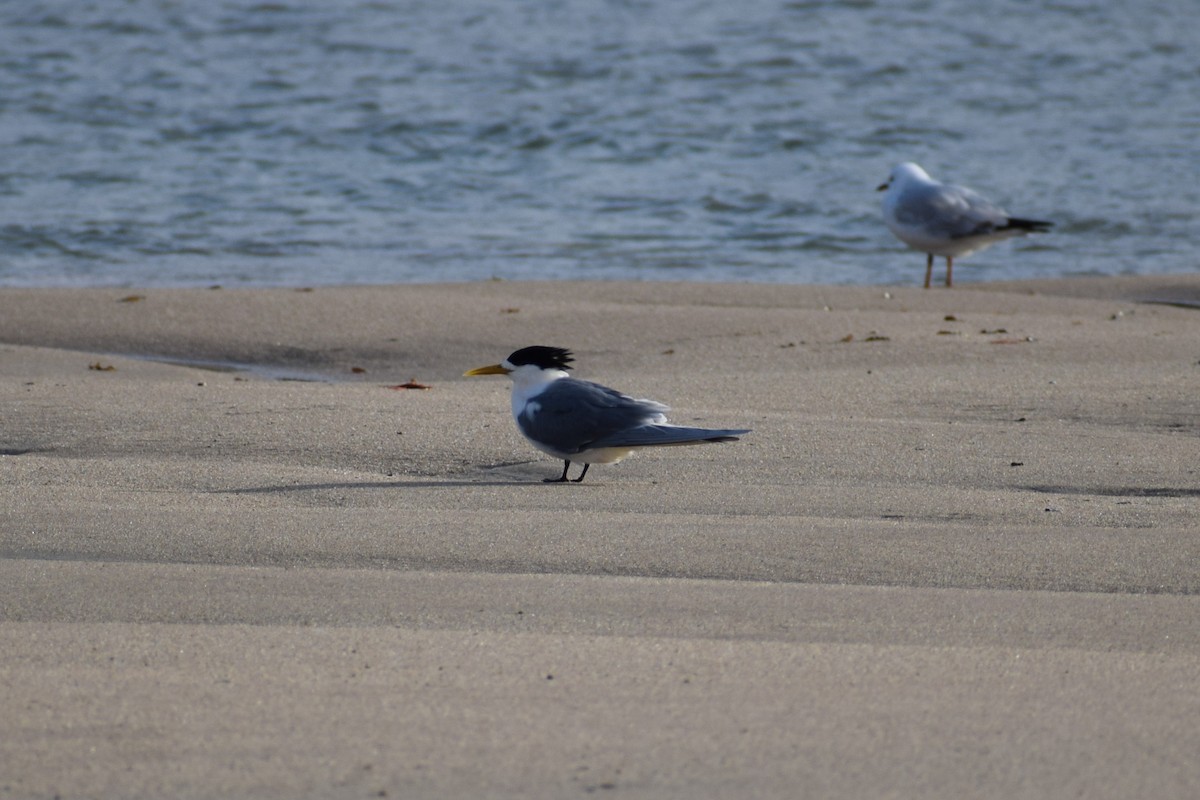 Great Crested Tern - ML641648449