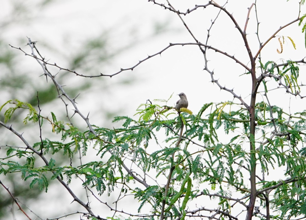 Abyssinian Sunbird - ML641648464