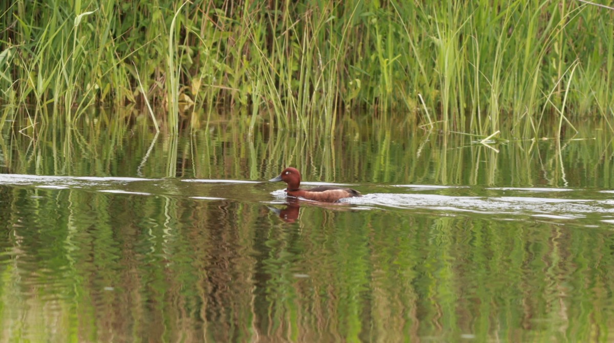 Ferruginous Duck - ML641648522