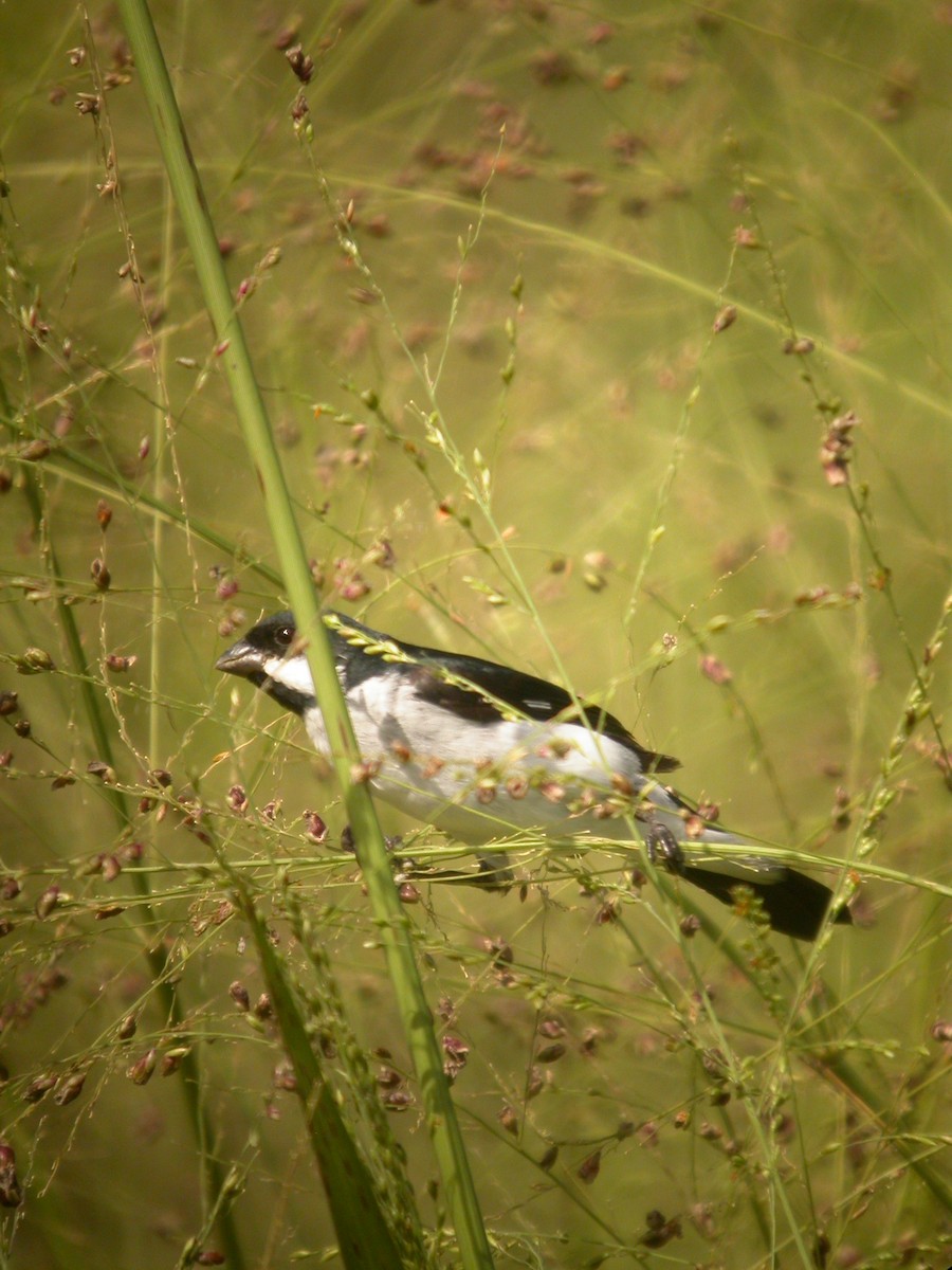Lesson's Seedeater - ML641648523