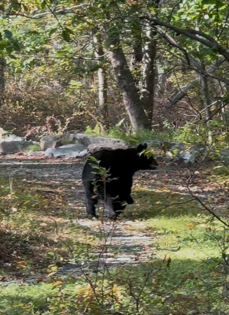 American Black Bear - ML641648528