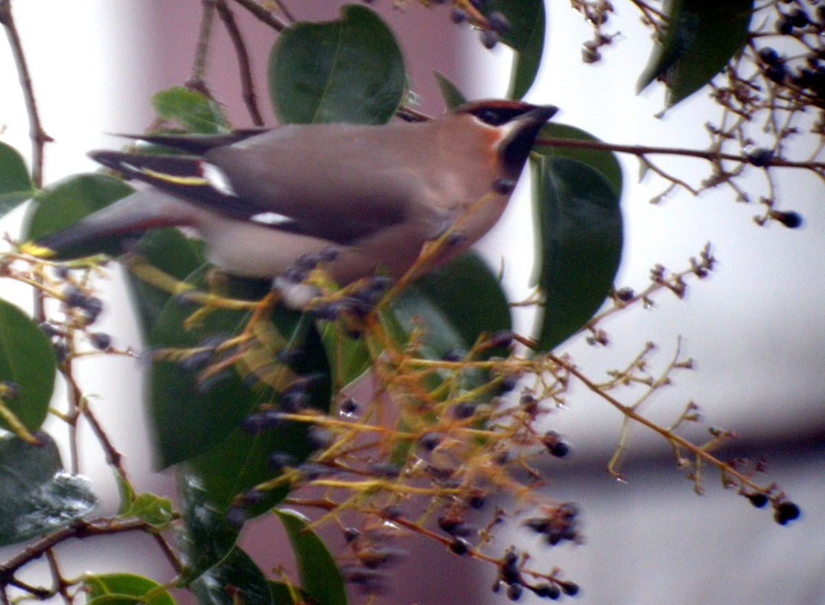 Bohemian Waxwing - ML641648533