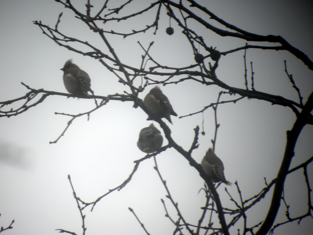 Bohemian Waxwing - ML641648534