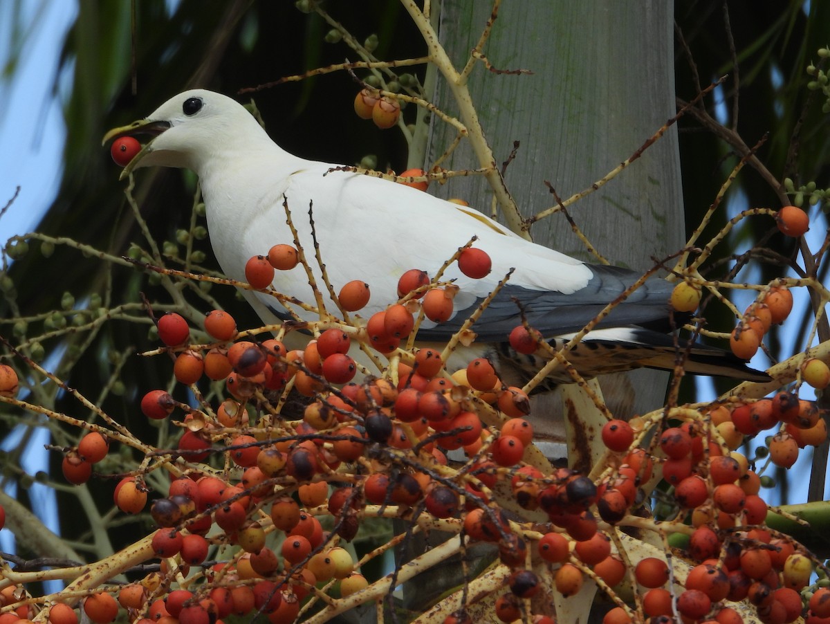 Torresian Imperial-Pigeon - ML641648541