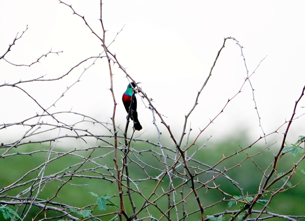 Abyssinian Sunbird - ML641648568