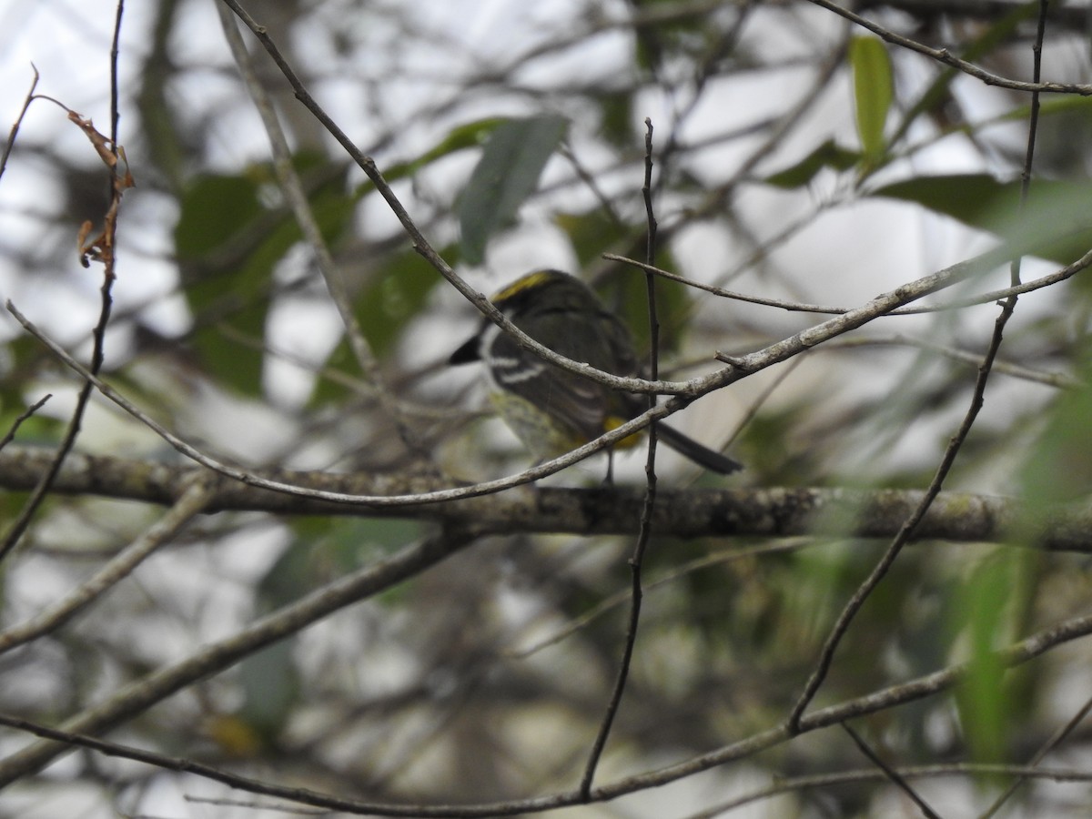 Yellow-breasted Boatbill - ML641648587