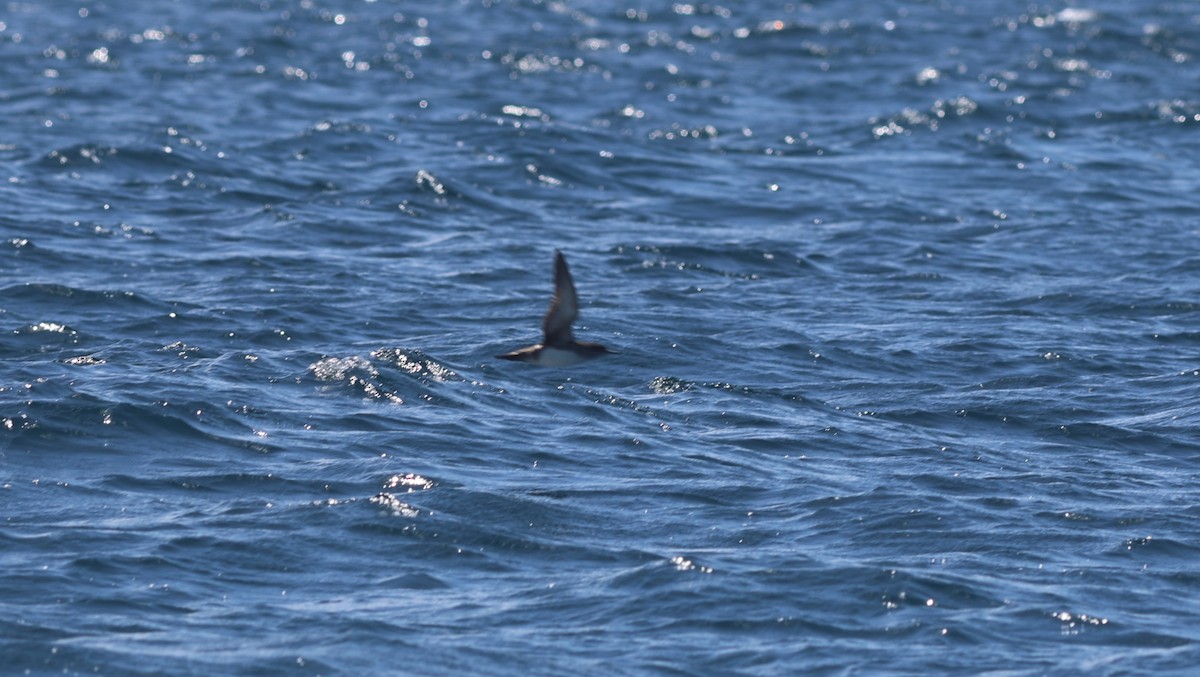 Balearic Shearwater - ML641648597