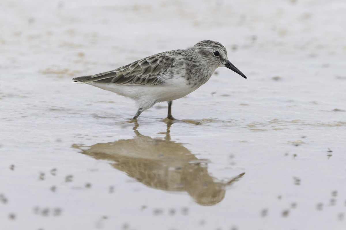 jespák drobný - ML641648599