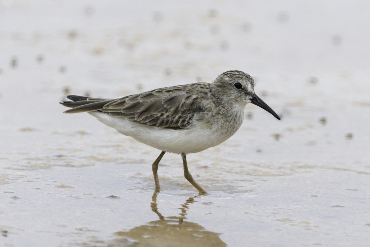 jespák drobný - ML641648600