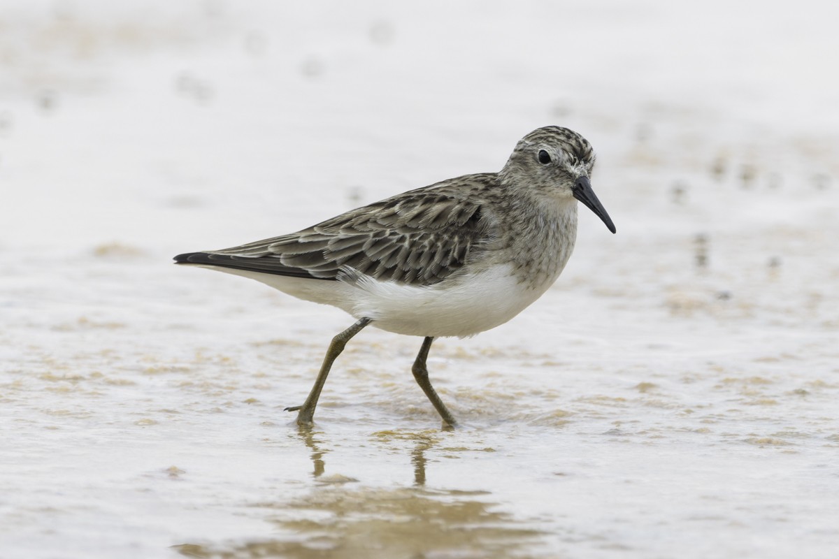 jespák drobný - ML641648602