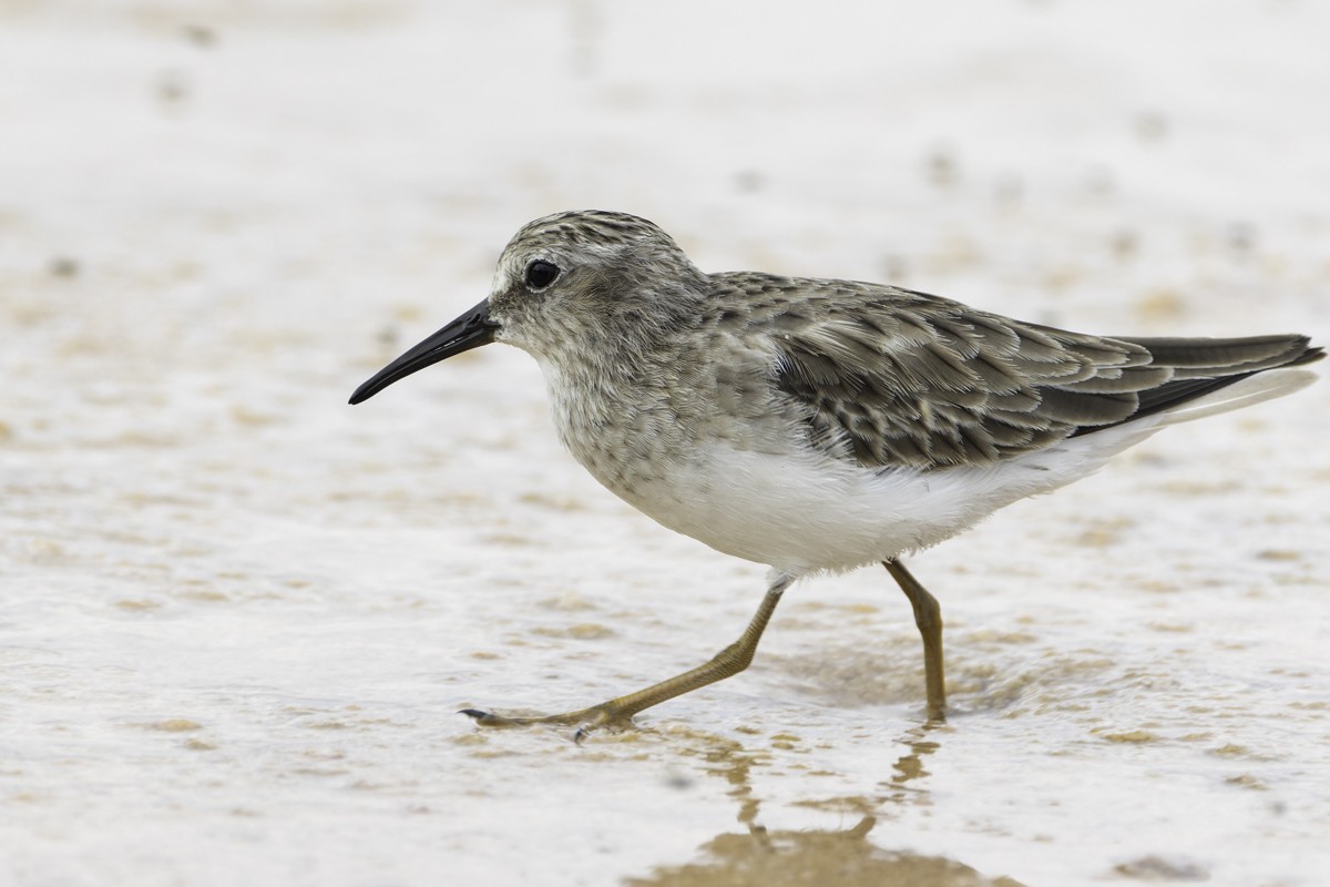 jespák drobný - ML641648603