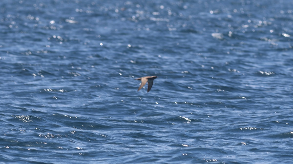 Balearic Shearwater - ML641648605