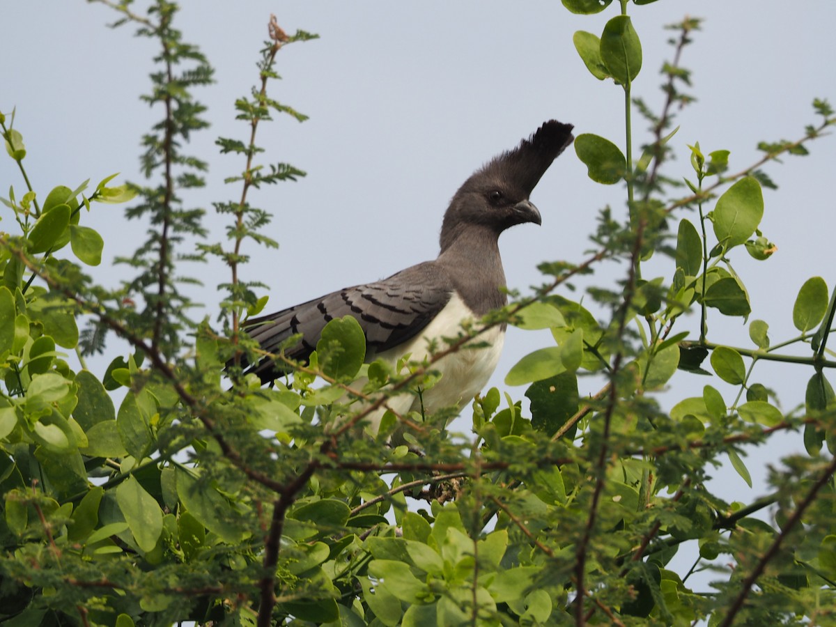 White-bellied Go-away-bird - ML641648607