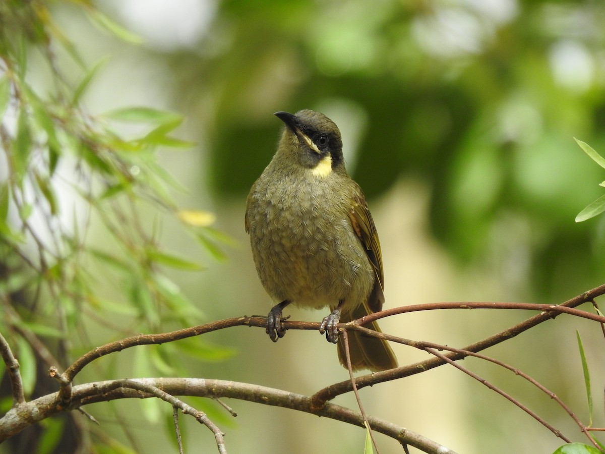 Cryptic Honeyeater - ML641648617